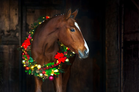horse in christmas wreath. New Year and Christmas horseの写真素材