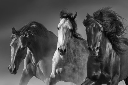 Horses run gallop in desert against sky. black and whiteの写真素材