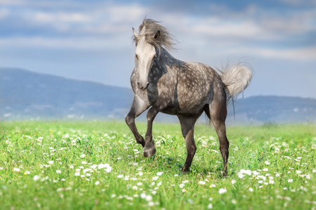 White horse run gallop against sunset skyの写真素材