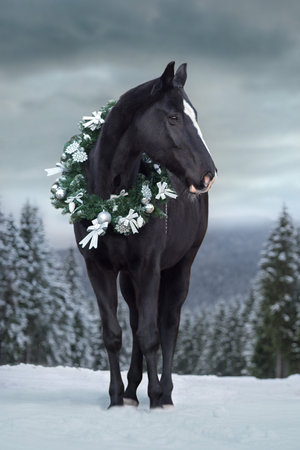 Black horse with christmas decoration against winter forestの写真素材