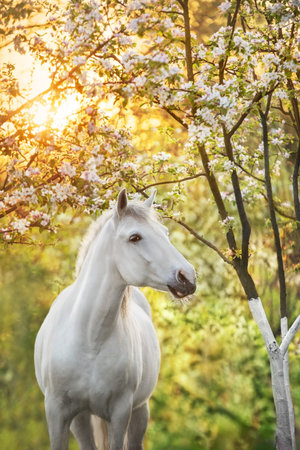 White horse on sunrise light in spring blossom treesの写真素材