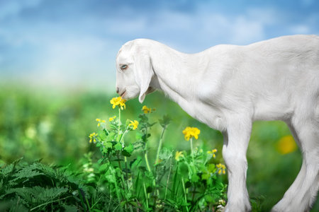 Beautiful cute goat kid on green spring grassの写真素材
