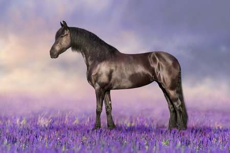 Frisian stallion in salvia flowers against sunset skyの写真素材