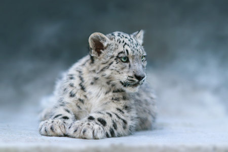Close up snow leopard baby portrait