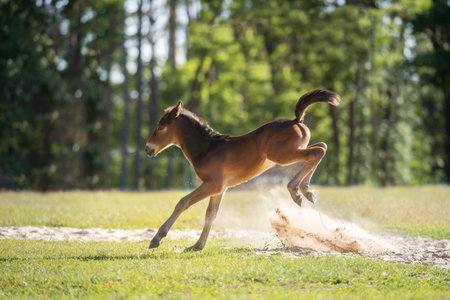 Cute foal run free and jump funの写真素材