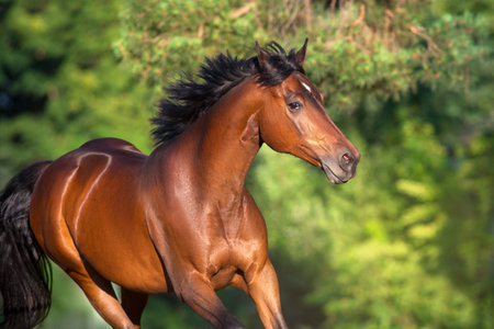 Bay Arabian horse portrait in motion. Horse run freeの写真素材