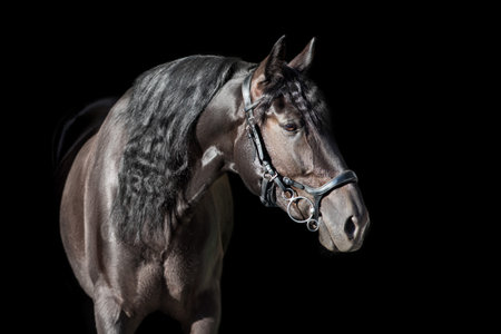 Close up andalusian stallion close up portrait with long mane. Horse portrait on black backgroundの写真素材