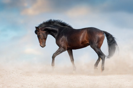 Bay stallion free run fast on desert dustの写真素材