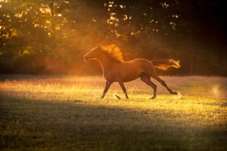 A beautiful horse in front of a stunning sunset landscape in late summer