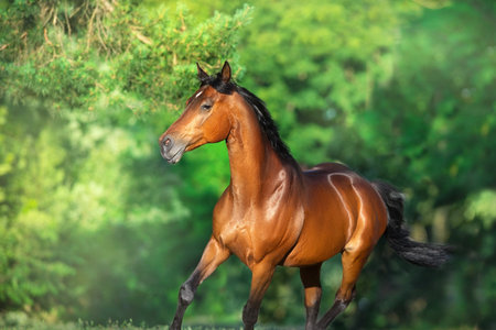 Bay Arabian horse portrait in motion. Horse run freeの写真素材