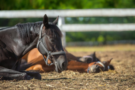 Horse with long mane lay on sandy field and sleepの写真素材
