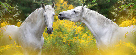 Two white stallion portrait on yellow goldenrod flowersの写真素材