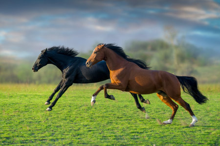 Black and bay horse free run gallop in meadowの写真素材