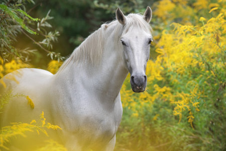 White stallion portrait on yellow goldenrod flowers