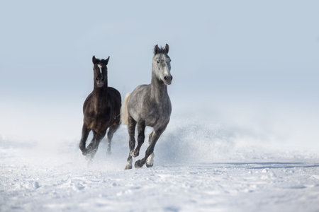 Beautiful horses run gallop in snow field