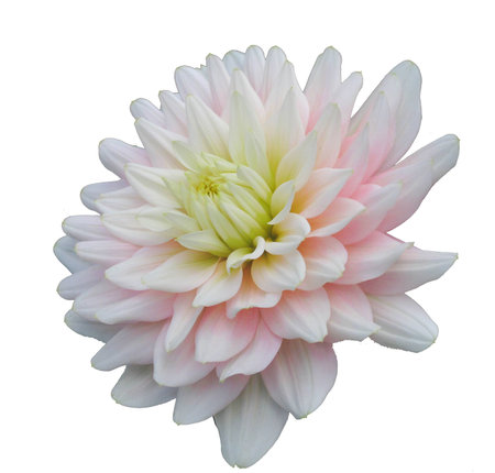 Chrysanthemumの写真素材