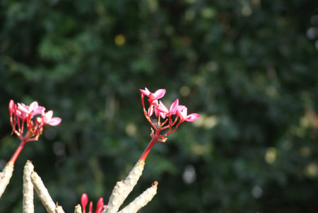 Plumeriaの写真素材