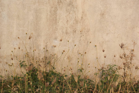 Grass flowerの写真素材