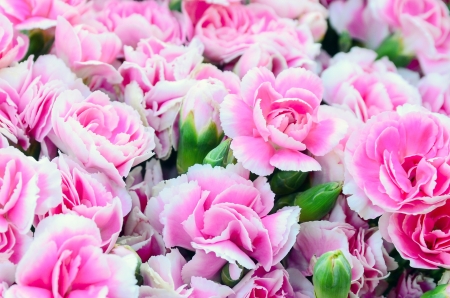 beautiful pink flower as background の写真素材