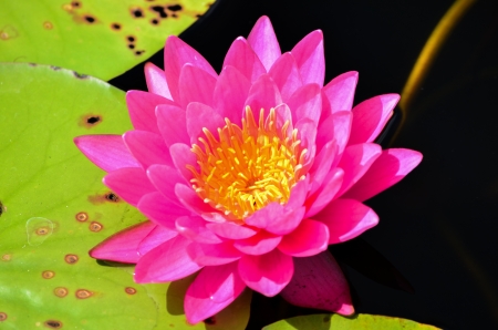 Pink Lotus on Riverの写真素材