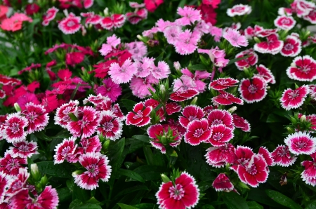 Flowerbed of Dianthus の写真素材