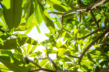 under the green leafの写真素材