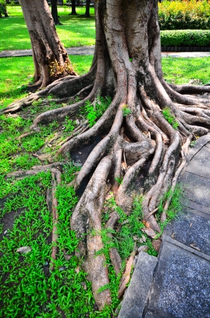 Root of treeの写真素材