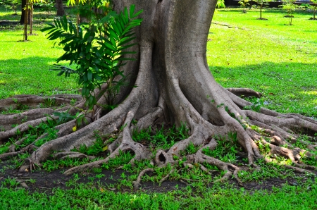 Root of treeの写真素材