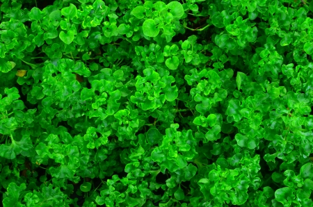 Texture of green plant