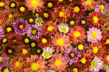 colorful flowers as backgroundの写真素材
