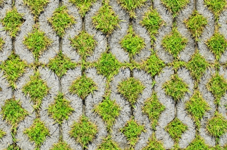 Grass in the brickの写真素材