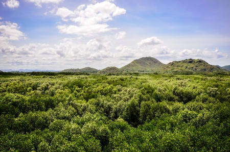 forest under blue sky with white clouds
