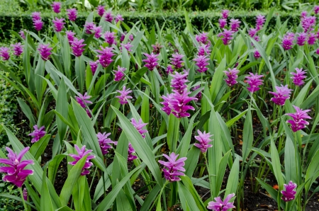 Siam tulip flowers fieldの写真素材