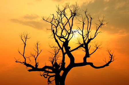 silhouette of tree branches at sunsetの写真素材