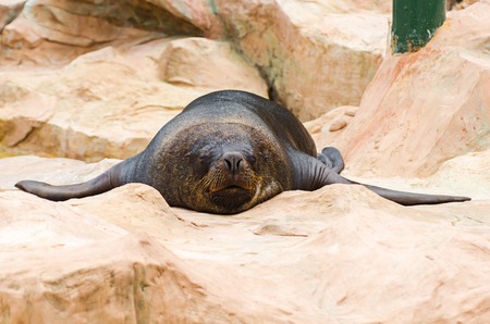 Seal sleeping on rocksの写真素材