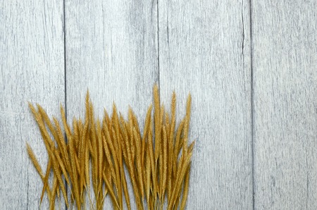 dry grass on white wood wallの写真素材