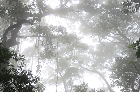 Tree Branches in the Fog