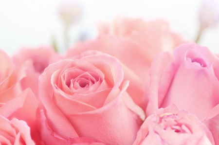 beautiful soft pink roseの写真素材