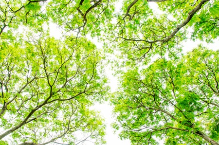 Beautiful Green leaves on white backgroundの写真素材
