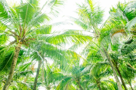 coconut leavesの写真素材