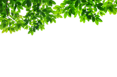 Beautiful Green leaves on white backgroundの写真素材