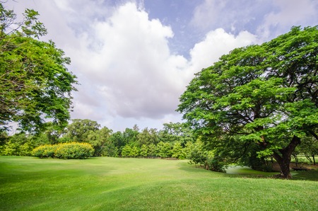Big tree on green grass fieldの写真素材