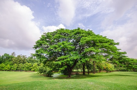 Big tree on green grass fieldの写真素材