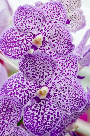 orchid flowerの写真素材