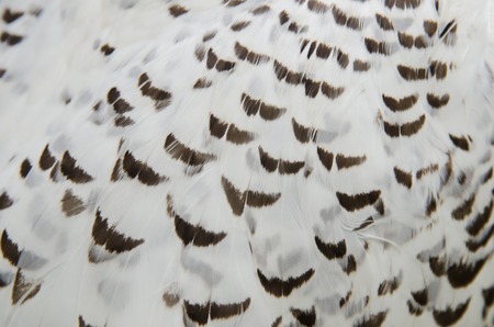 feather of bird for backgroundの写真素材