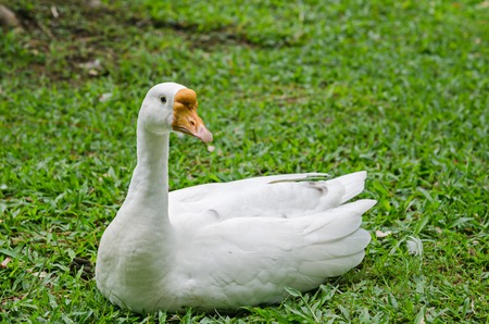White geese on green grass fieldの写真素材