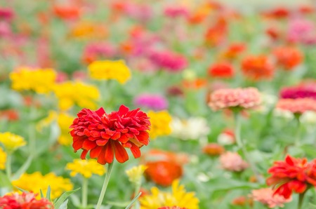 red zinnia flowerの写真素材