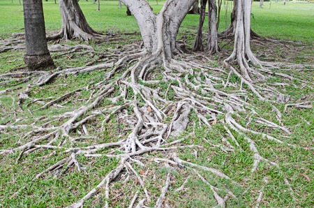 banyan tree root for background