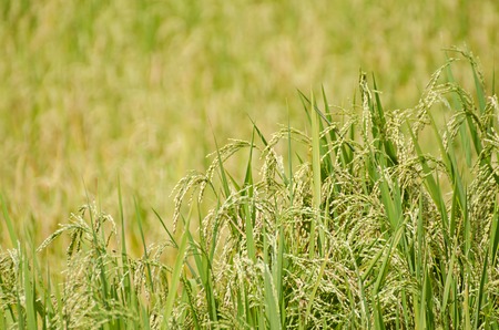 green rice fieldの写真素材
