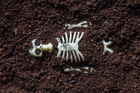 artificial human skeleton in soil
